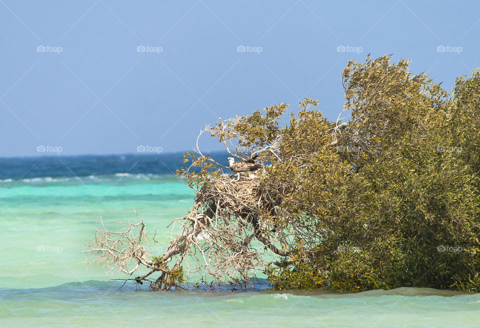 Osprey in the mangroves