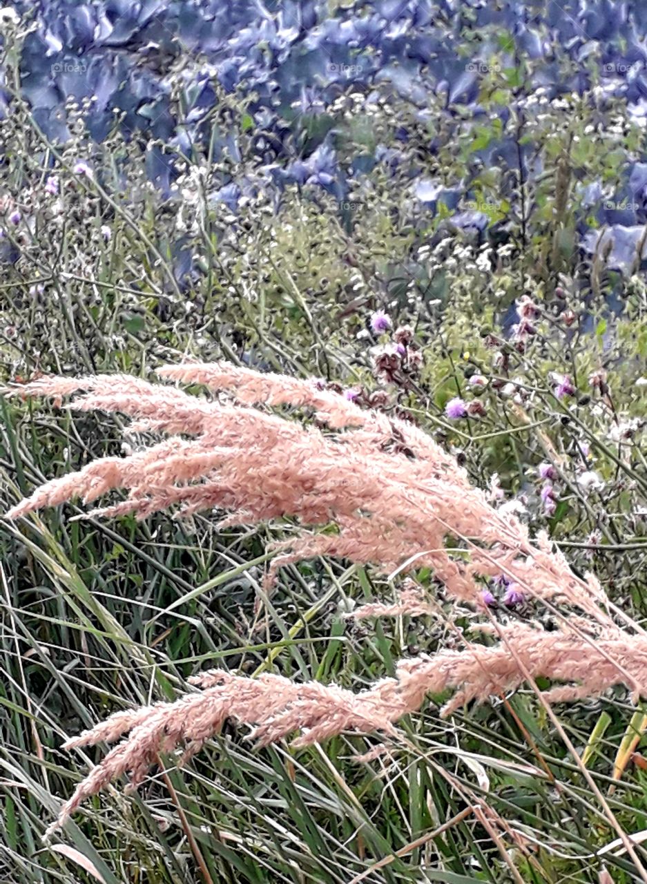 field of blue cabbage seen behind green and beige grass