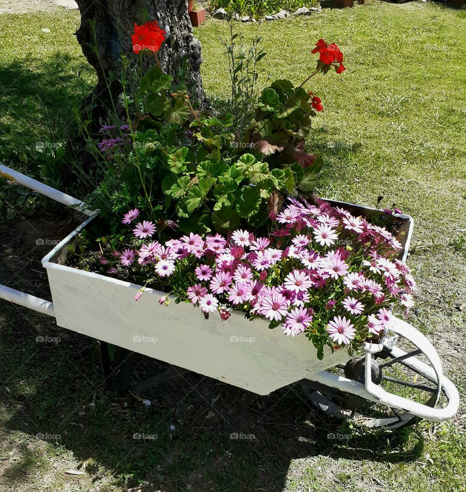 carretilla con flores rosadas