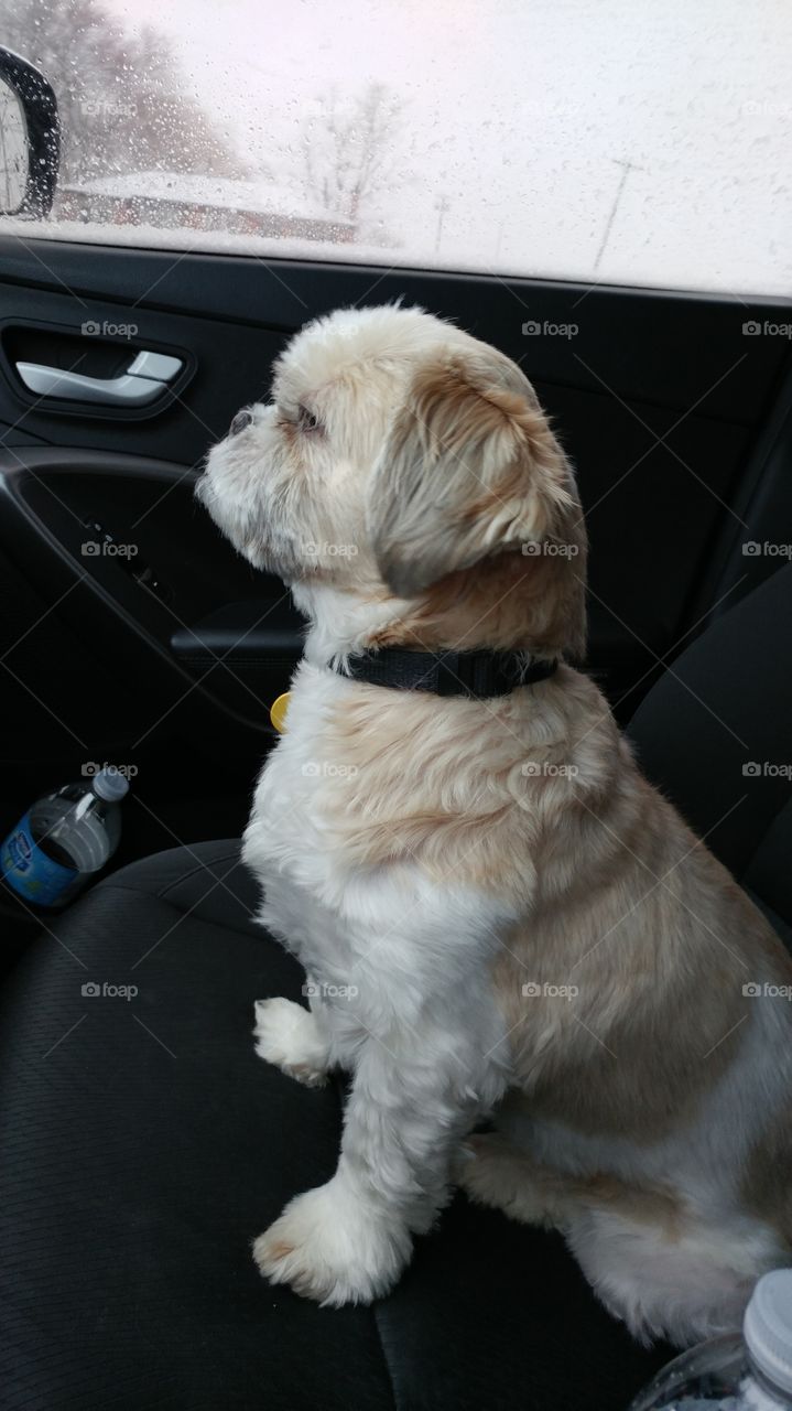pup navigator