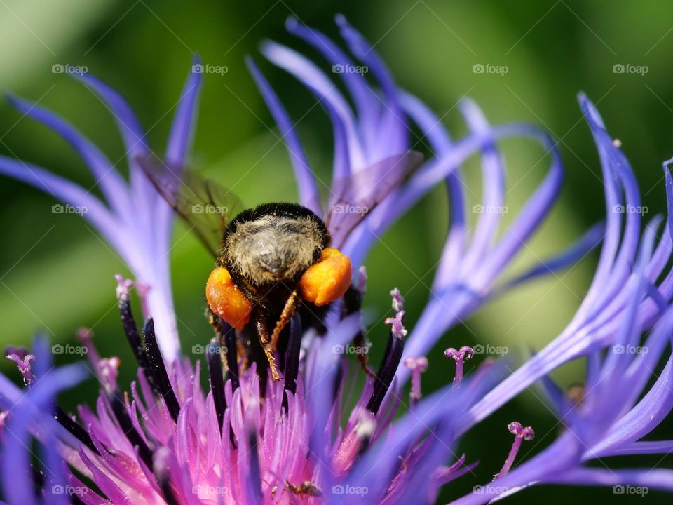 Bumblebee with corbicula full of pollen