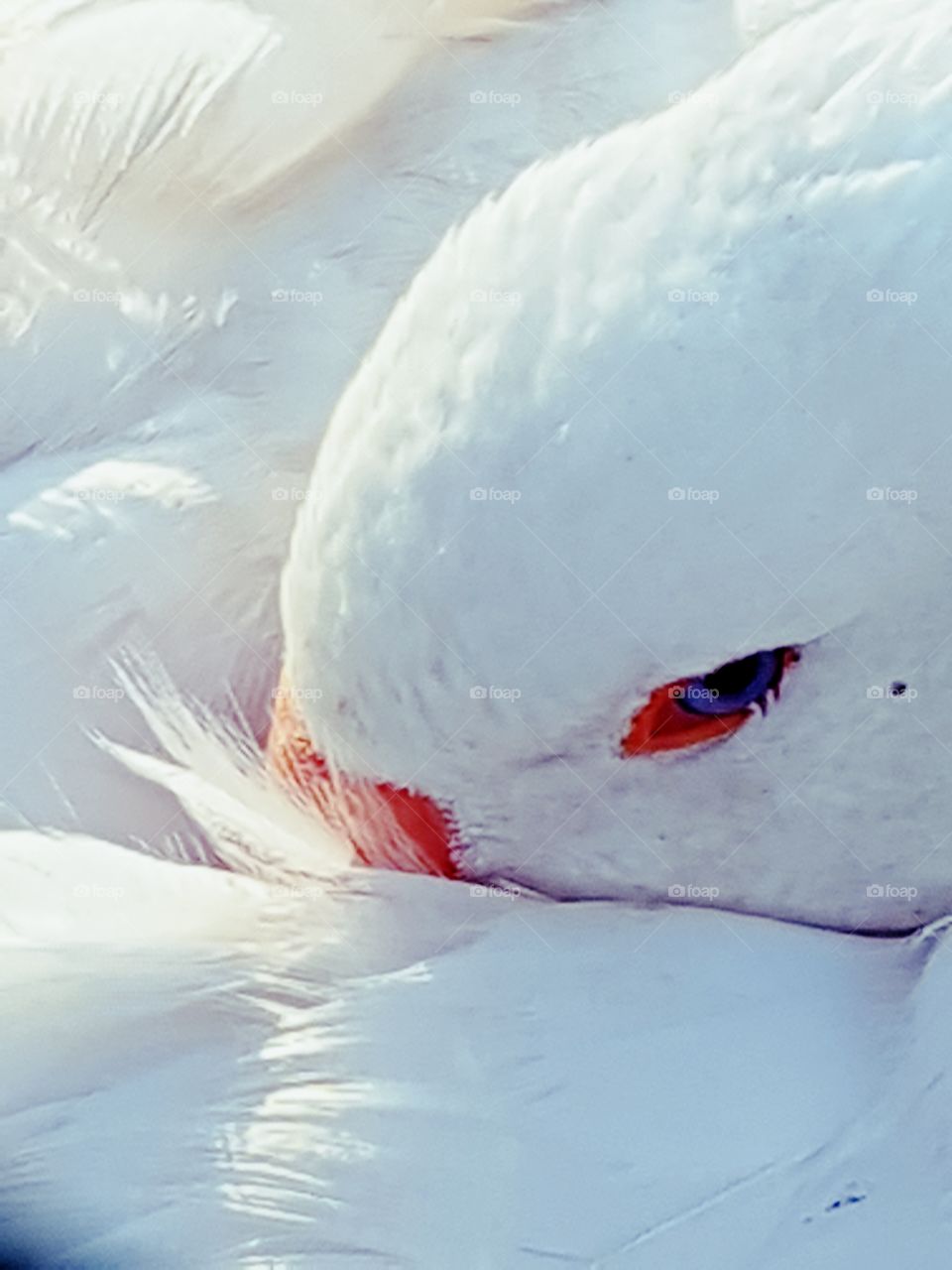 Gans kuschelt sich in ihre Federn