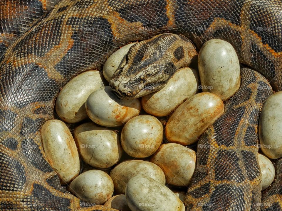 Snake With Clutch Of Eggs