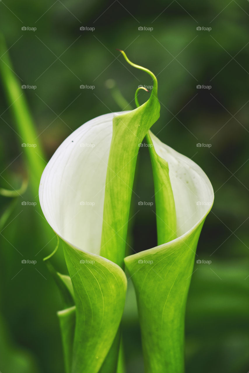 Green white flower