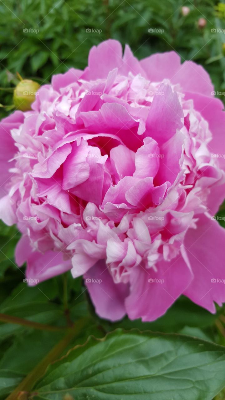Pink Peony at Peckover House.