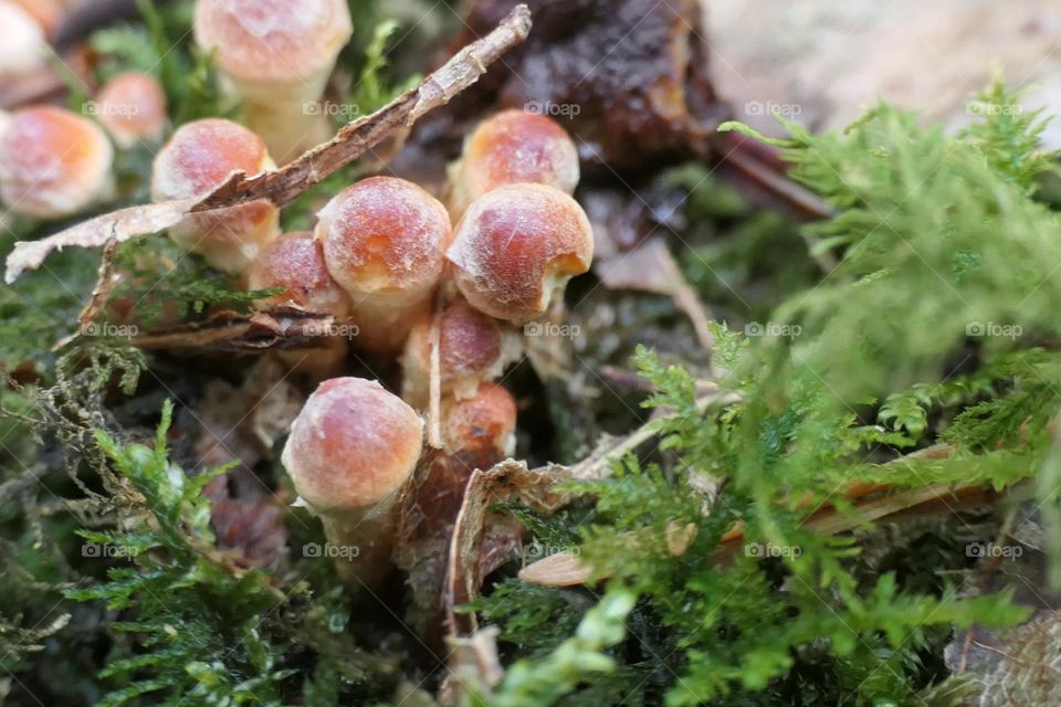 Colony of very small mushrooms on a trunk - 2