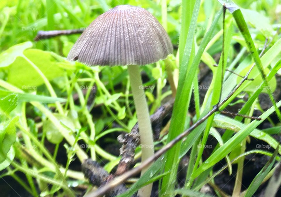 Shroom in the grass 