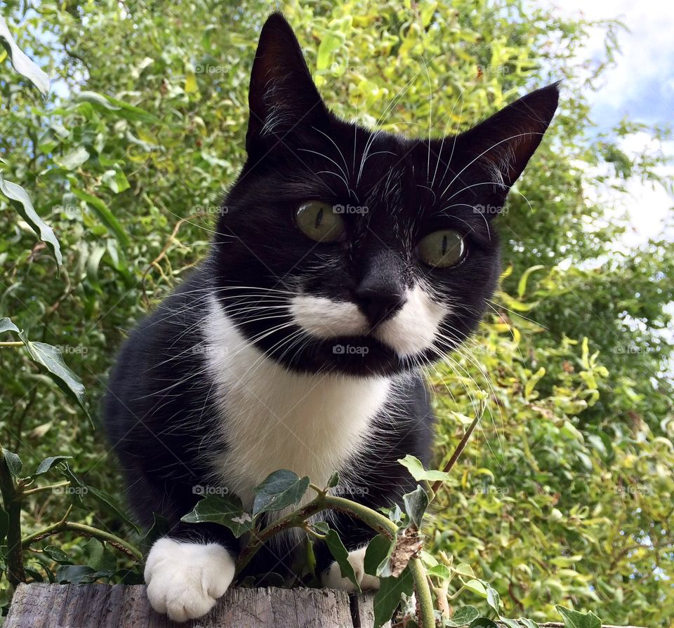 Close-up of a cat