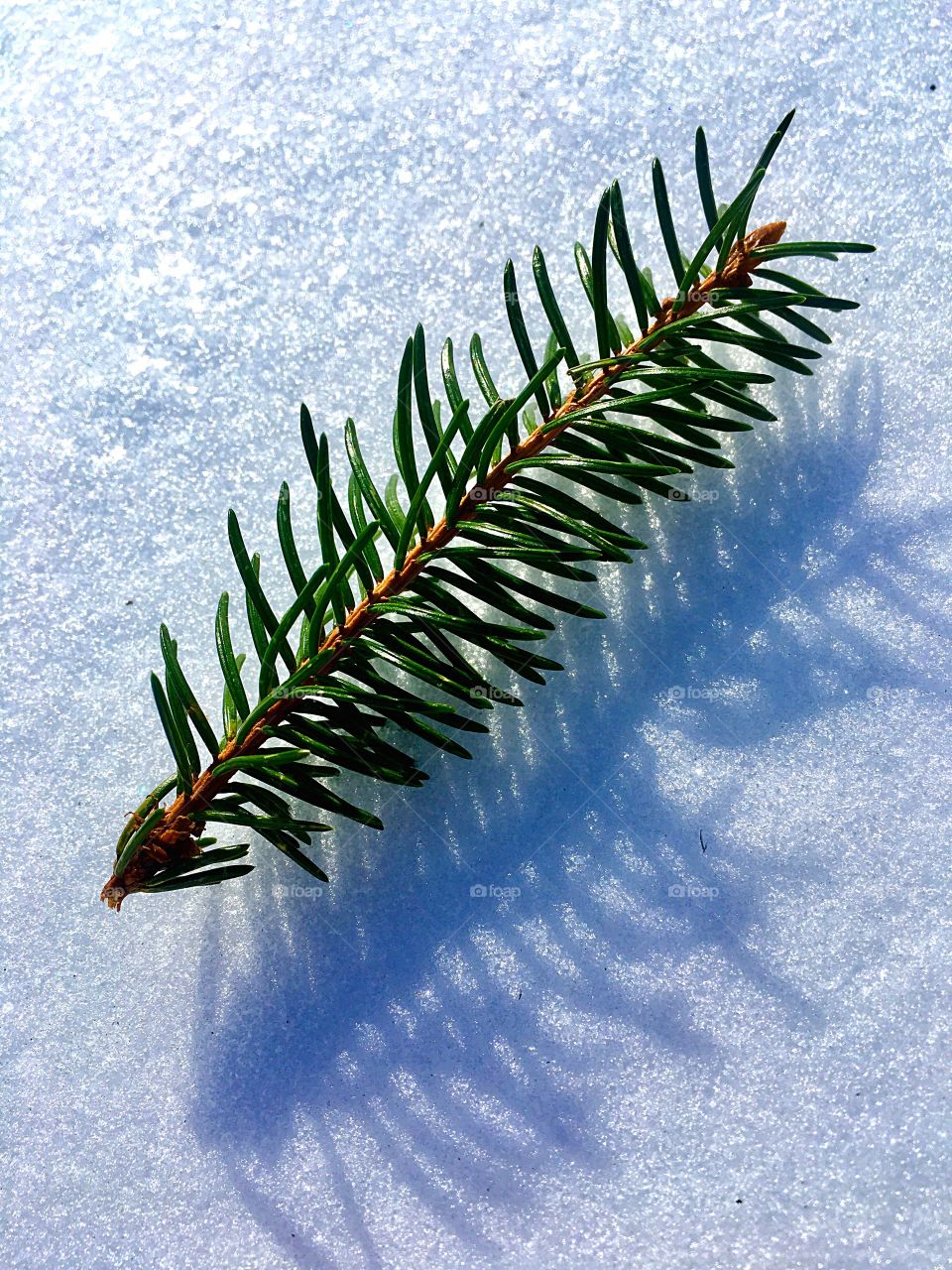 fir twig on snow