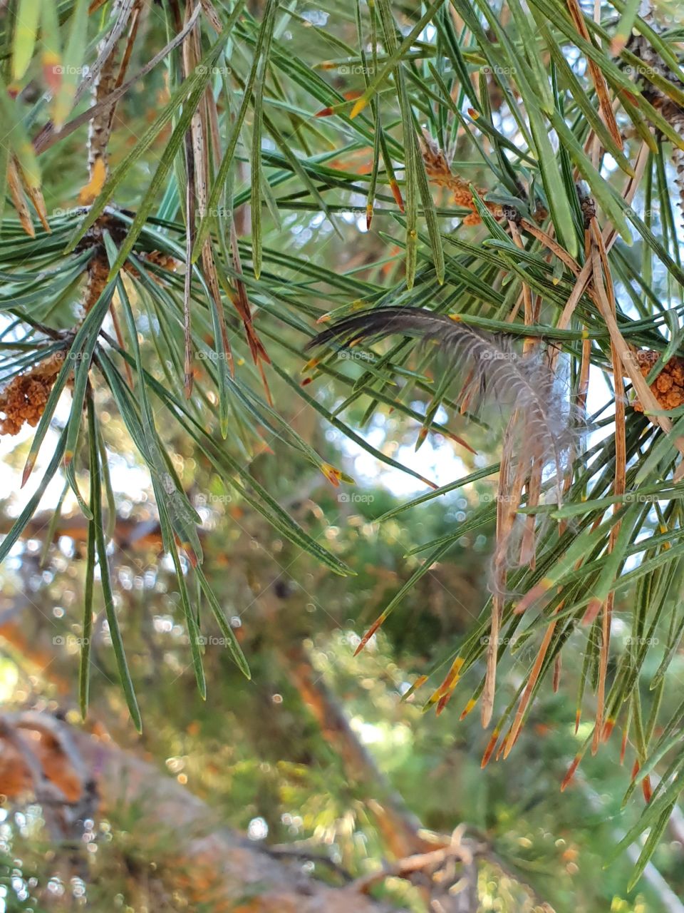 pigeon feather on a pine tree branch
