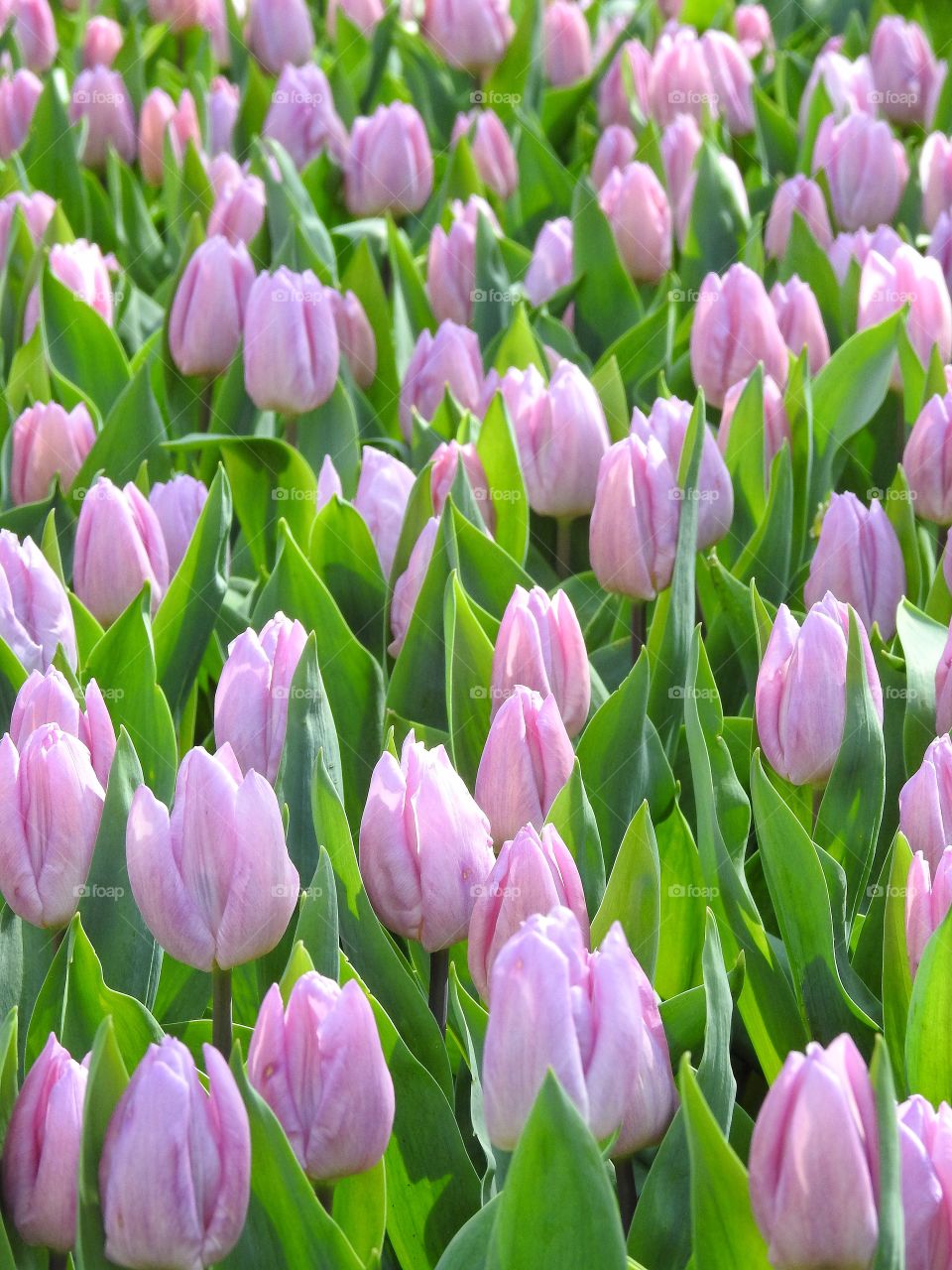 tulip