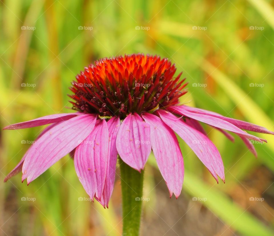 Coneflower macro