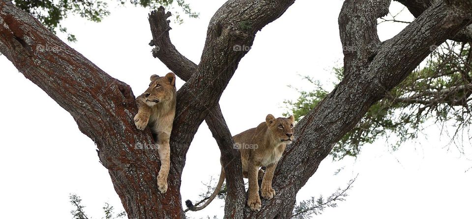 Two lions on tree branches