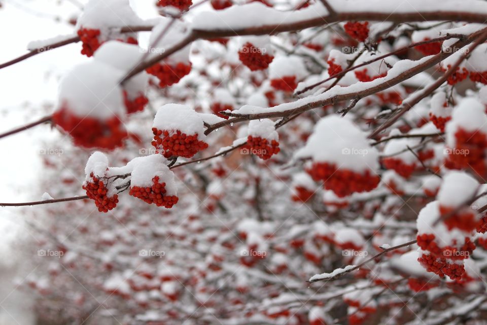 снег на красных ягодах рябины