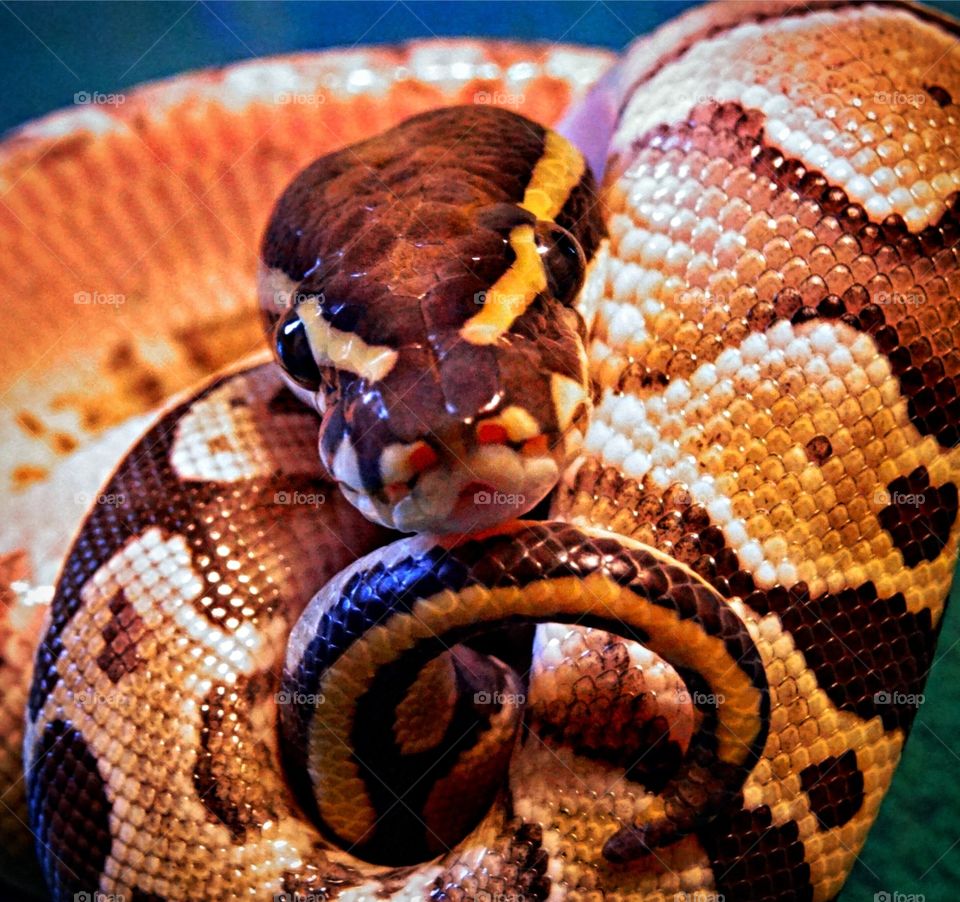 Python Stares 