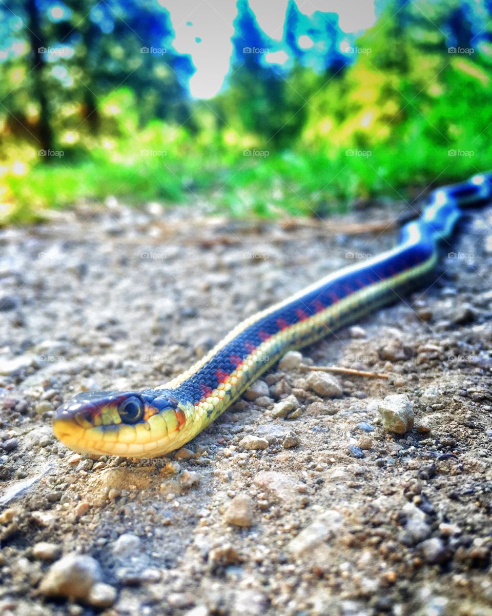 Close up of a Garter snake on a path out in nature. 