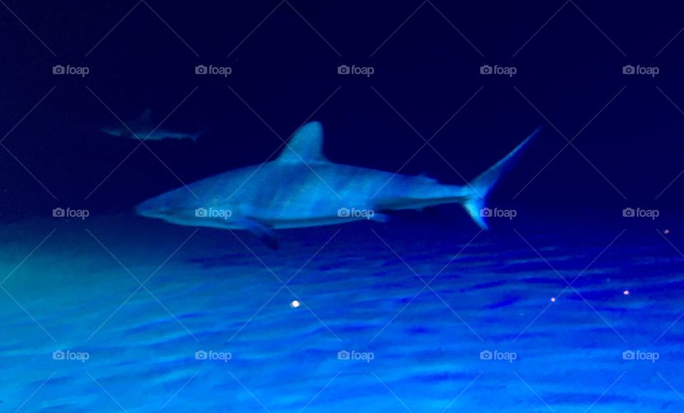 Shark blue