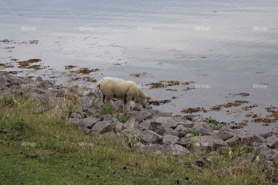 White sheep at the stone beach at the Baltic Sea by the water