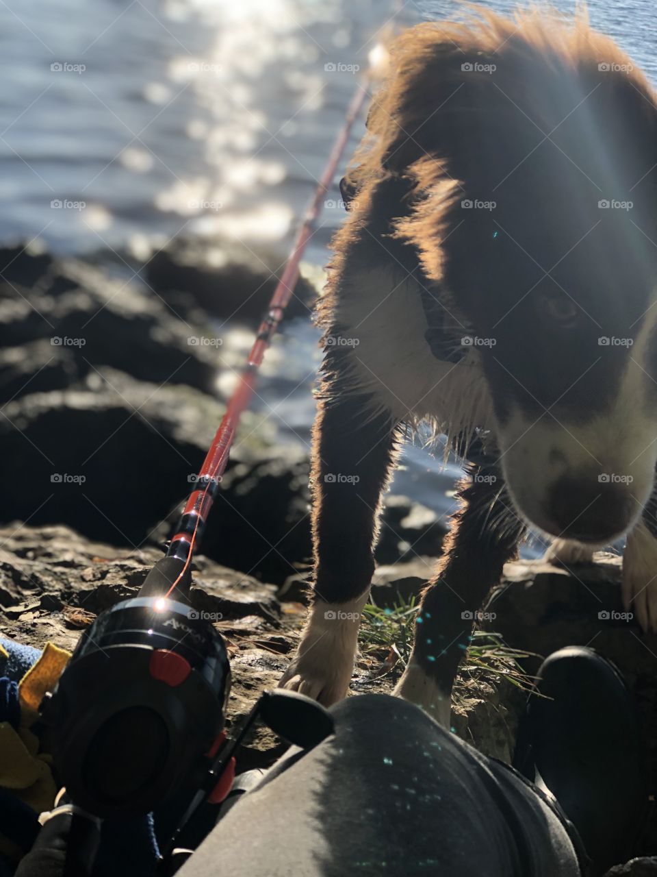 Fishing Expeditions are never the same without a pup 🐠