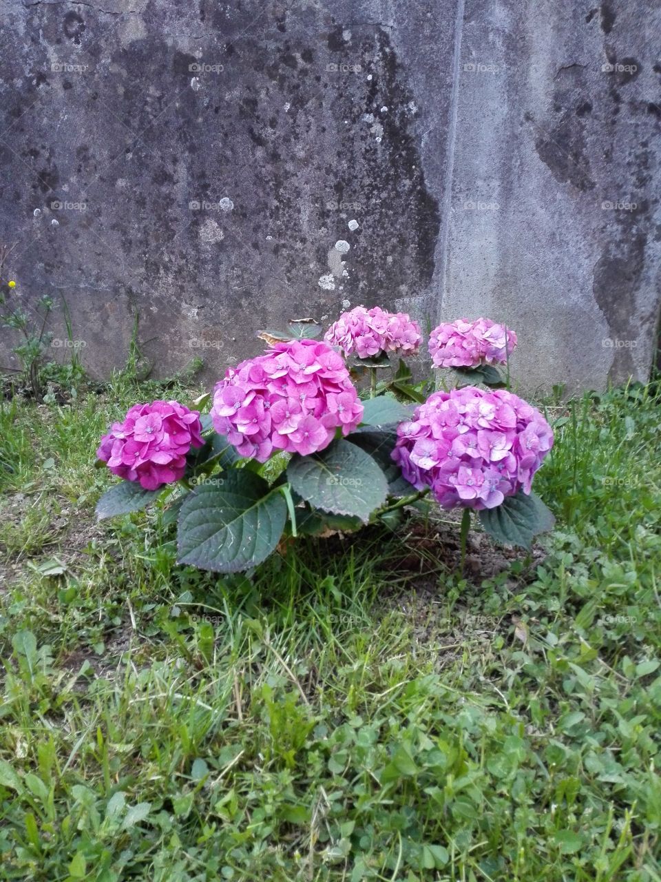 flowers on the garden