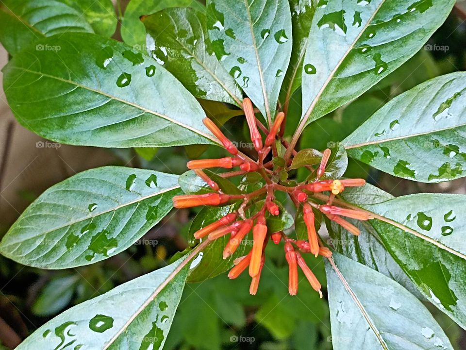 A great combination of red and green nature has decided that no one can change it