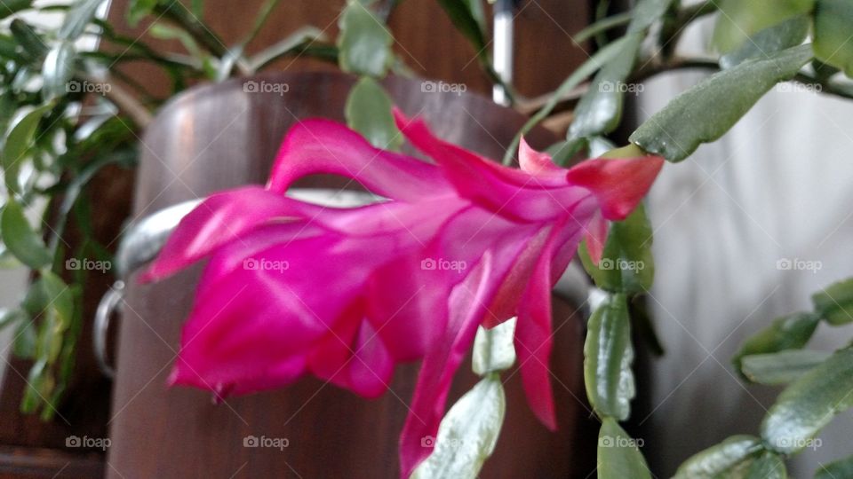 house plants in a pot on the floor with a fire bloom