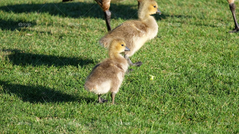 Ducklings