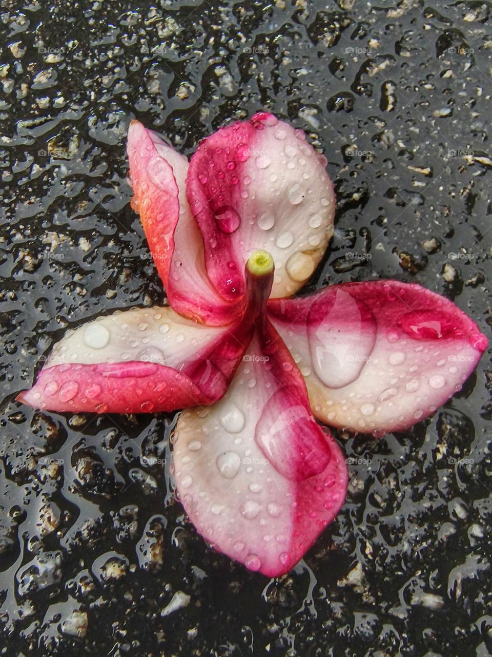 Rain falling on a pink Plumeria