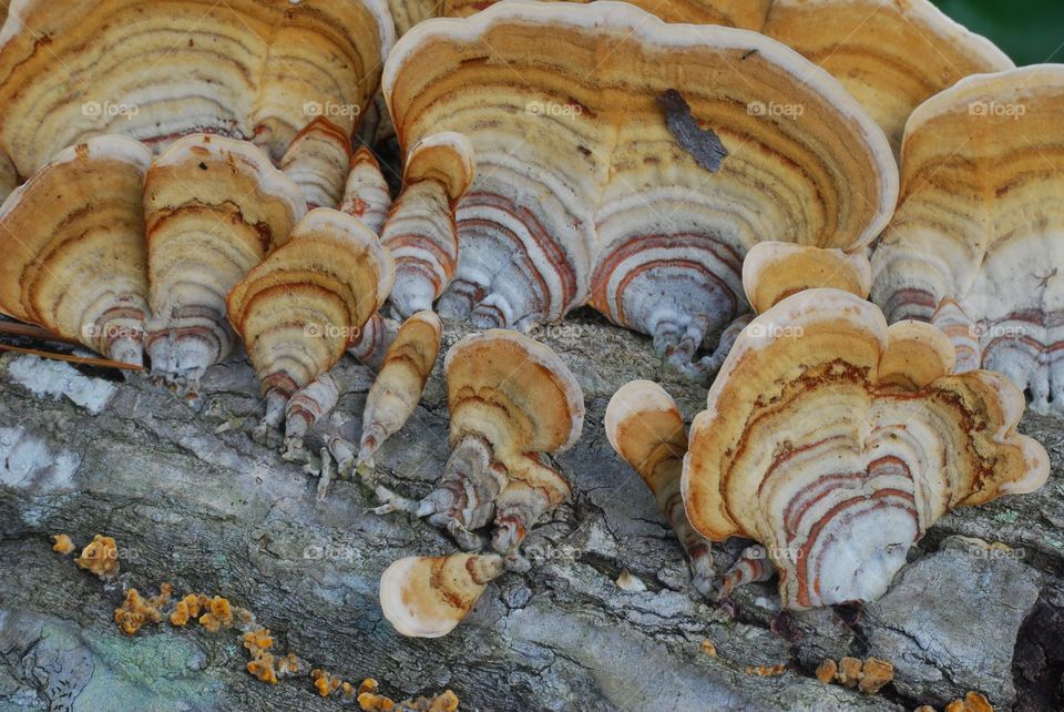 Turkey tail polypore, Mandeville, La