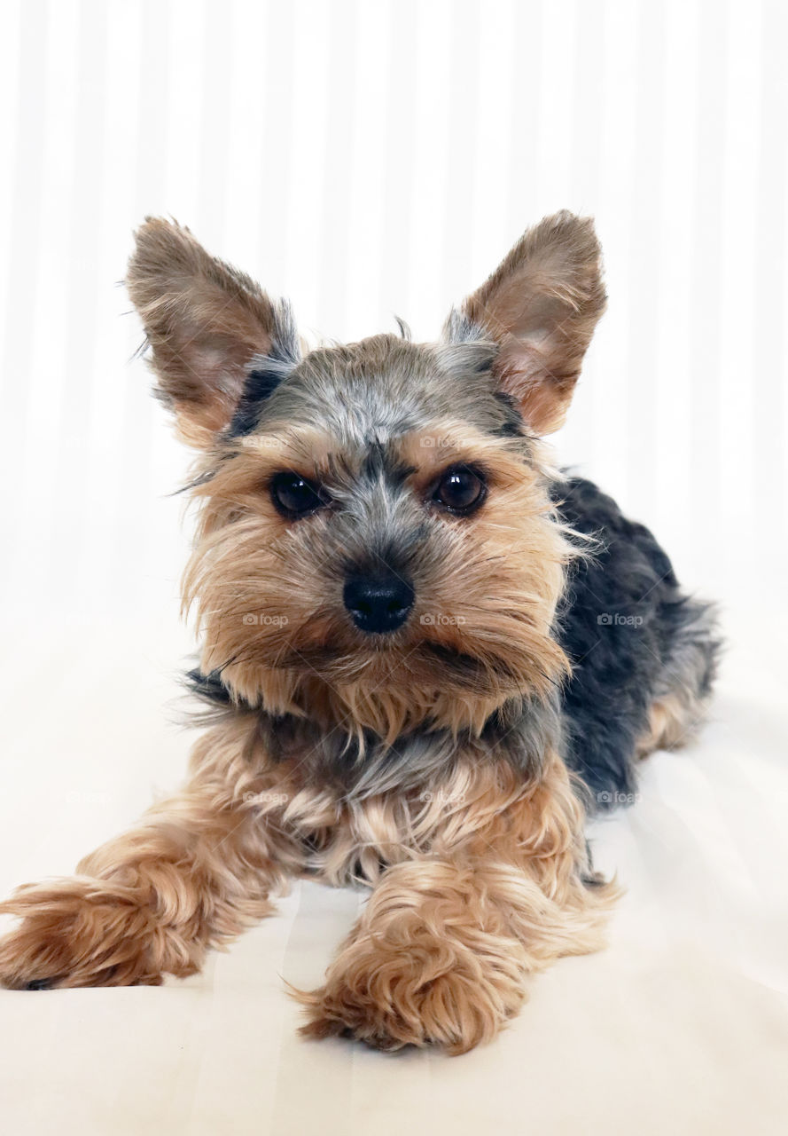 Yorkie dog