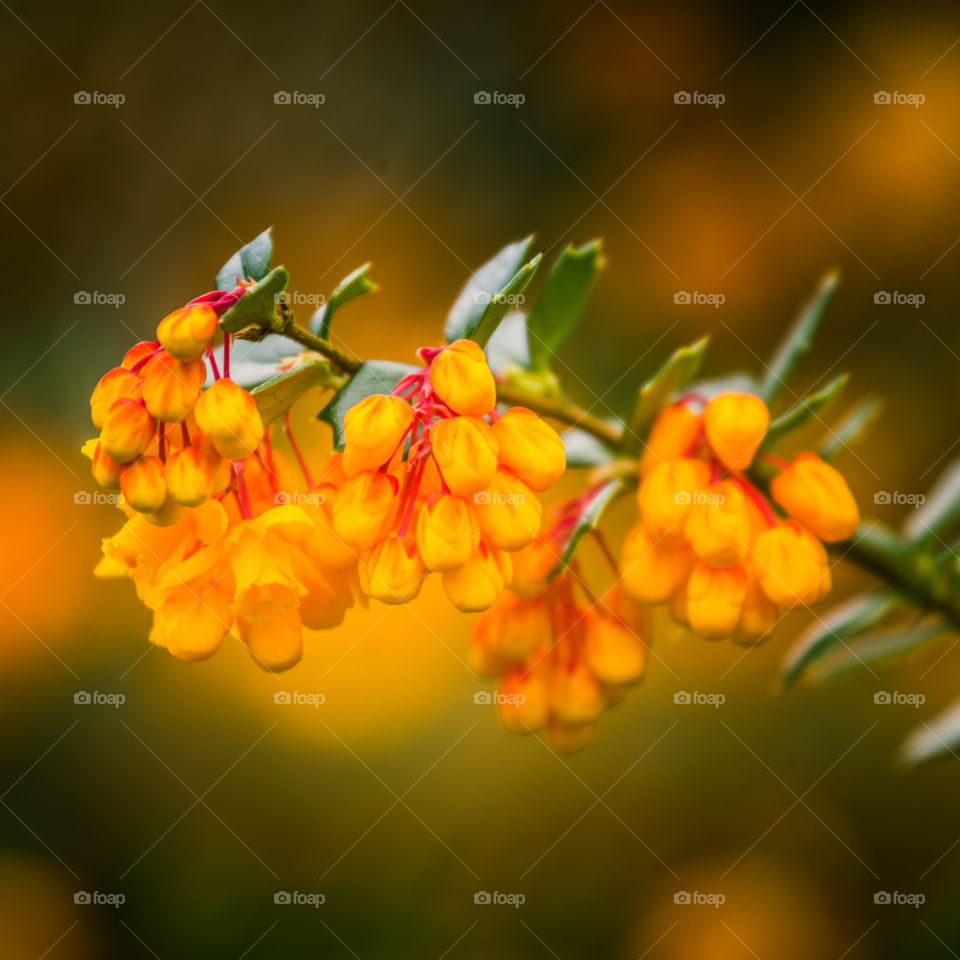 Spring flowers in London