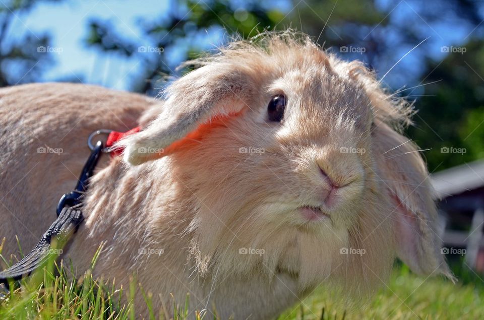 Close-up of rabbit