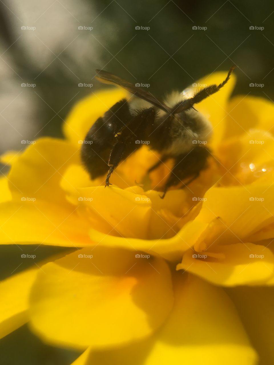 Bee sucking up honey