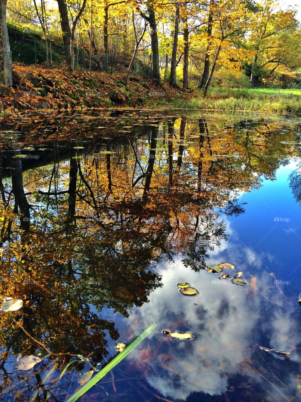 Reflections in the lake