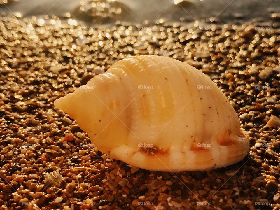 Spiral conch shell at beach