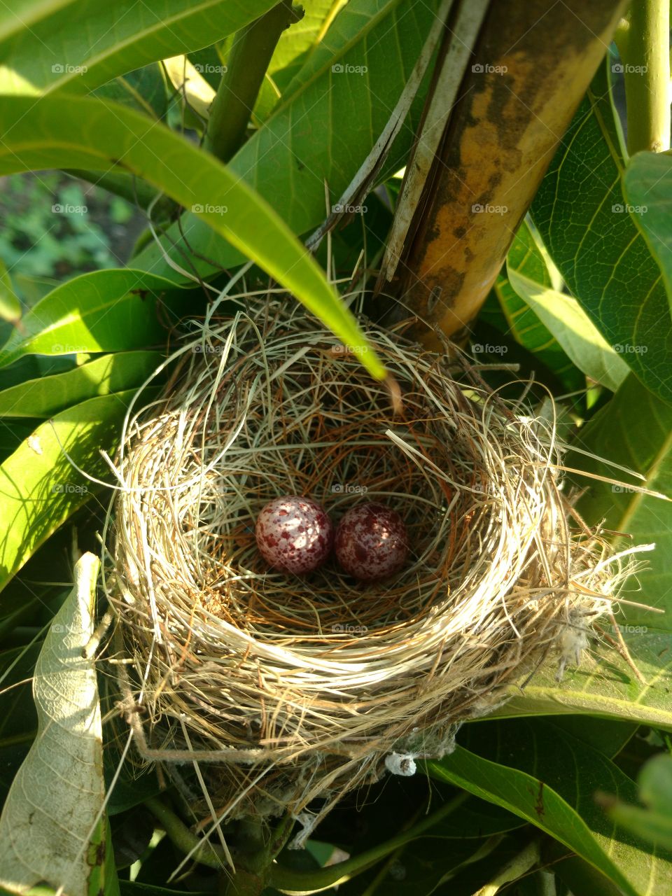 NEST. Bird's Beautiful Nest On The Tree In My Farm, two little eggs too in it.
