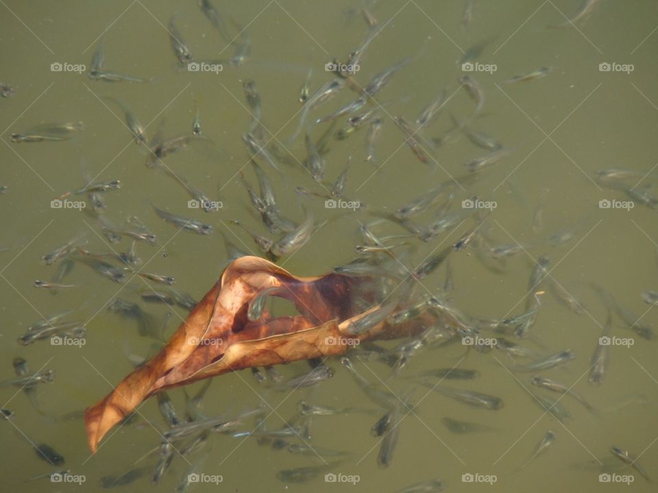 Baby fish attracted by a leaf