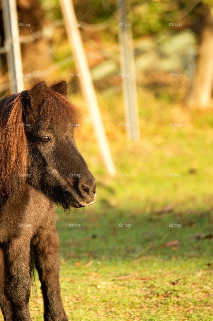 pony look