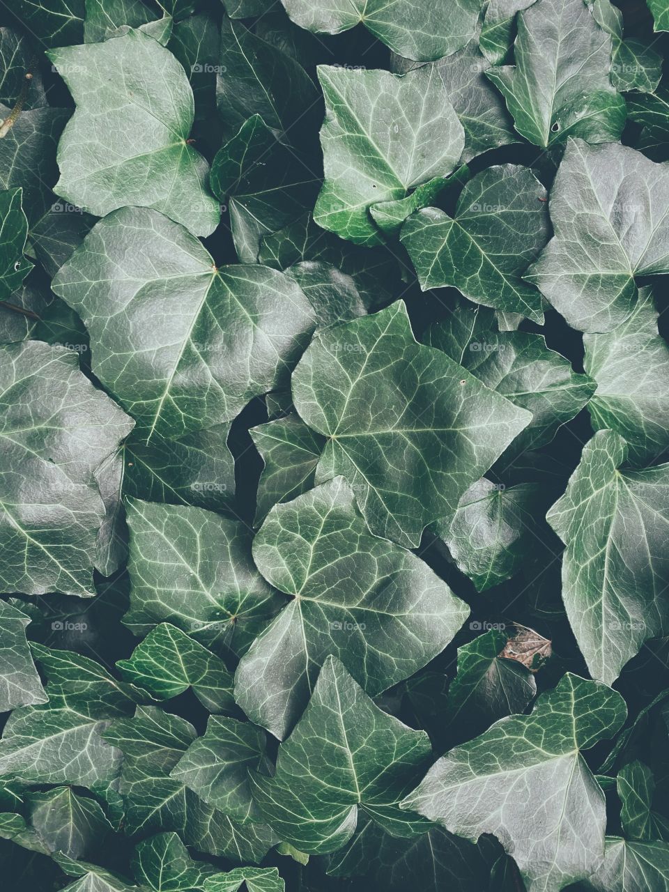 Green plant leafs close up