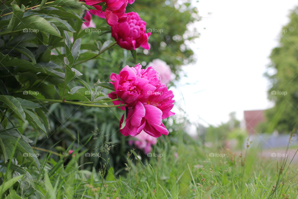 Peony, peonies, roses, pink, red, white, flowers, bouquet, summer, sun, nature. Landscape, still-life, village, flowerbed, plant, vegetation, grass, decor, fluffy, fluffy flowers, bulk flowers, plush flowers, petals, buds, leaves