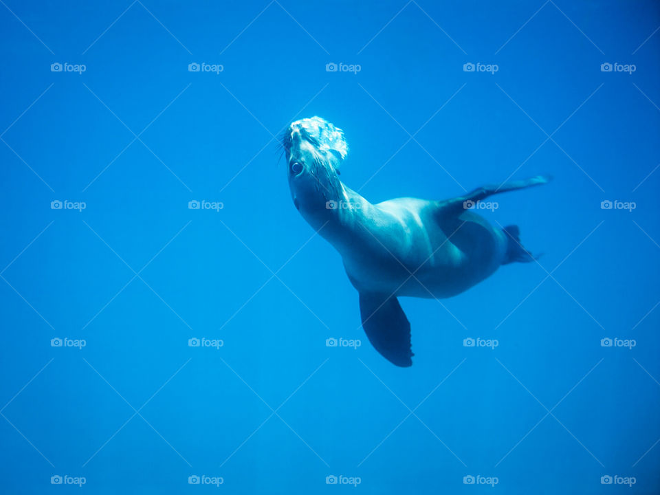 California Sea Lion