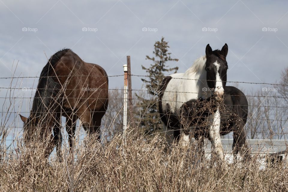 Horses in field 