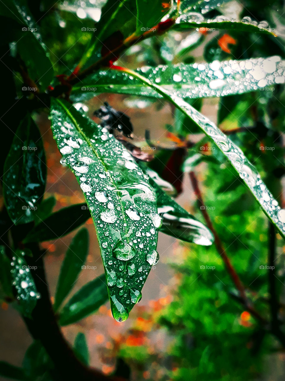 just a leaf