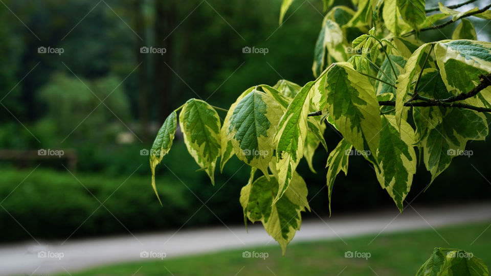 New leaves in springtime.