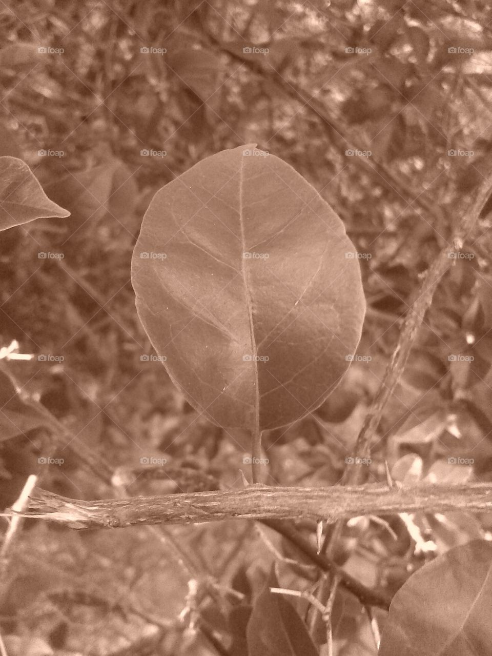 Sephia leaf