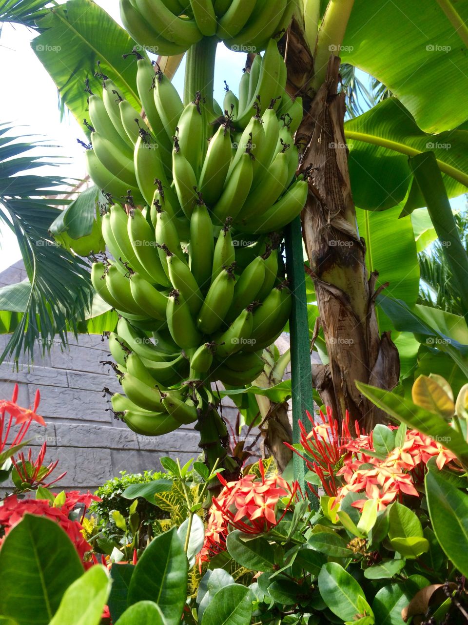Bananas on tree in the tropics.  