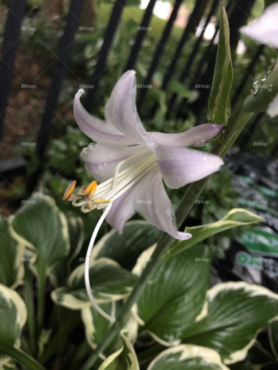 Backyard Hosta Flower