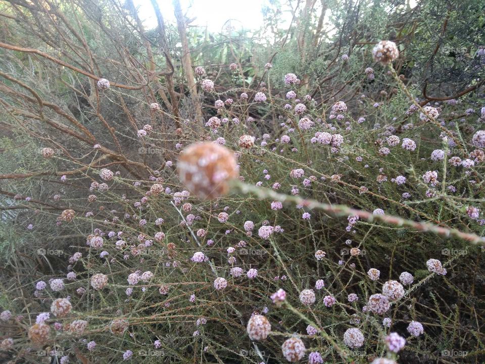 fynbos flower bush