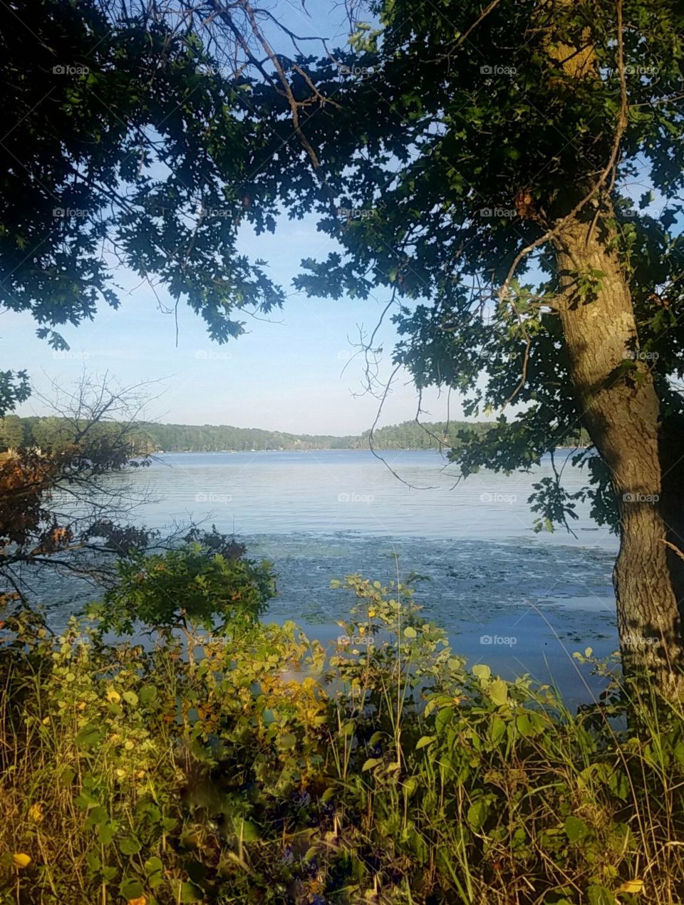 Roadside  view of one of  Minnesota's   10000 small lakes