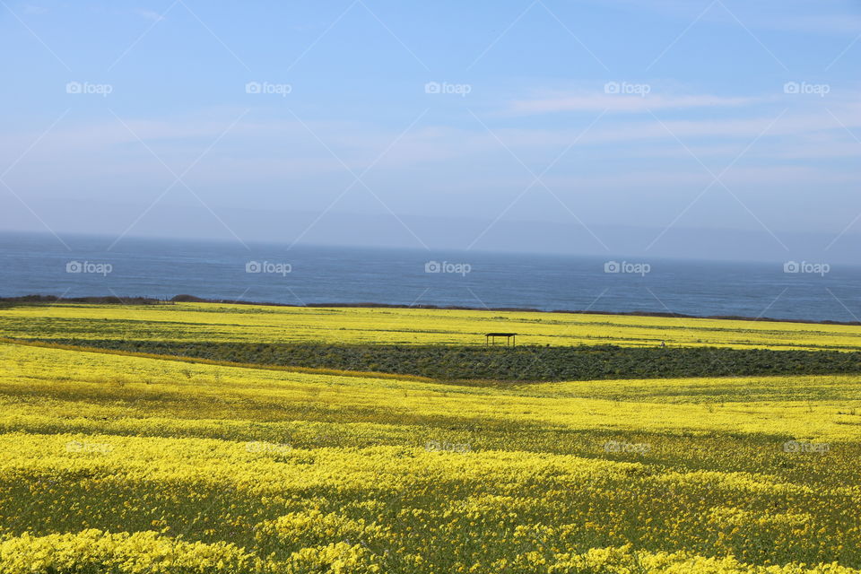 Carpet of yellow wild flowers growing on the grass by the ocean shore on springtime 